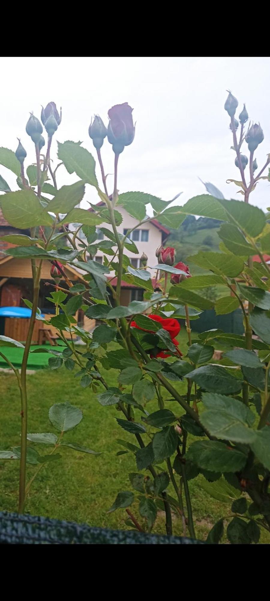Popasul Drumetului Transfagarasan Hotell Curtea de Argeş Exteriör bild